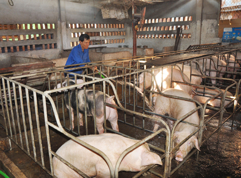 Chăn nuôi heo theo kiểu thủ công phải dọn rửa, vệ sinh chuồng trại hàng ngày, tạo ra lượng chất thải lớn, dễ gây ô nhiễm môi trường.  Trong ảnh: Ông Phạm Ngọc Phú (khu phố 3, phường Long Tâm, TP.Bà Rịa)  dọn chuồng trại mỗi ngày nhưng vẫn không giảm được mùi hôi tại khu vực nuôi heo.
