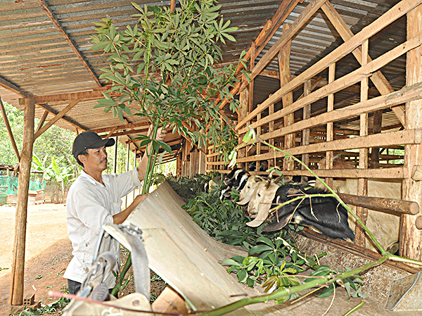 Mô hình chăn nuôi dê cho thu nhập khá của gia đình anh Phạm Minh Tú (ấp Bình Mỹ, xã Bình Ba).