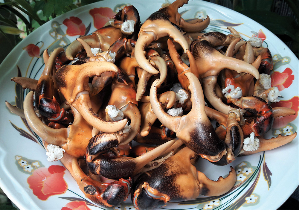 Càng cua đồng.