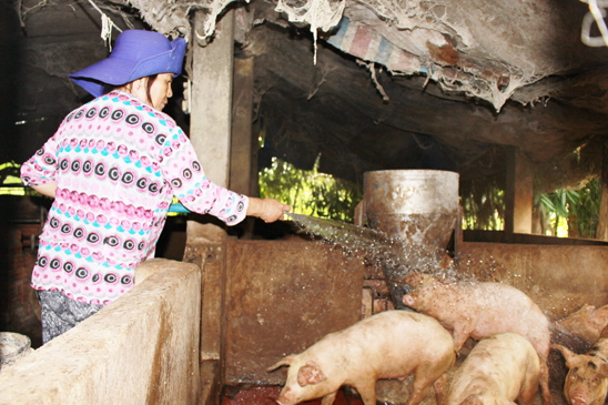Chăn nuôi heo tại trang trại của ông Nguyễn Văn Mạnh (ấp Gò Cát,  xã Phước Thuận, huyện Xuyên Mộc).
