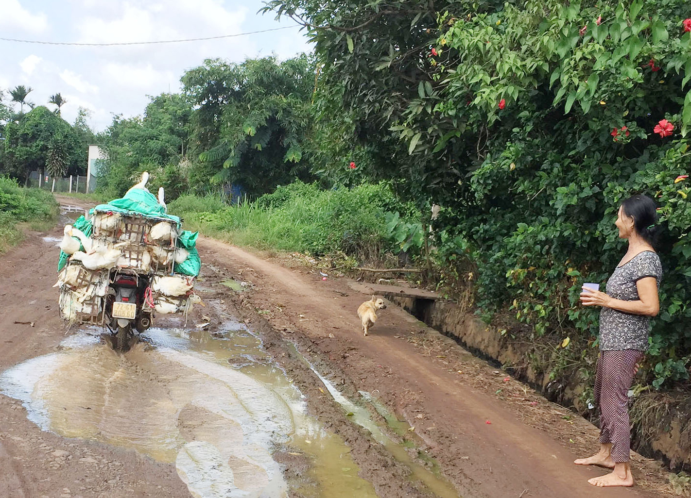 Đường Cây Cầy (ấp Phú Thiện, xã Hòa Hiệp, huyện Xuyên Mộc) có nhiều ổ gà,  ổ voi ngập nước khiến việc đi lại của người dân rất khó khăn. 