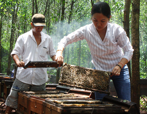 Chị Đỗ Thị Mỹ Hạnh, Giám đốc Công ty TNHH Sản xuất - Thương mại - Dịch vụ Hạnh Phúc Oganic (huyện Xuyên Mộc) kiểm tra chất lượng mật ong tại các trang trại nuôi ong của gia đình.
