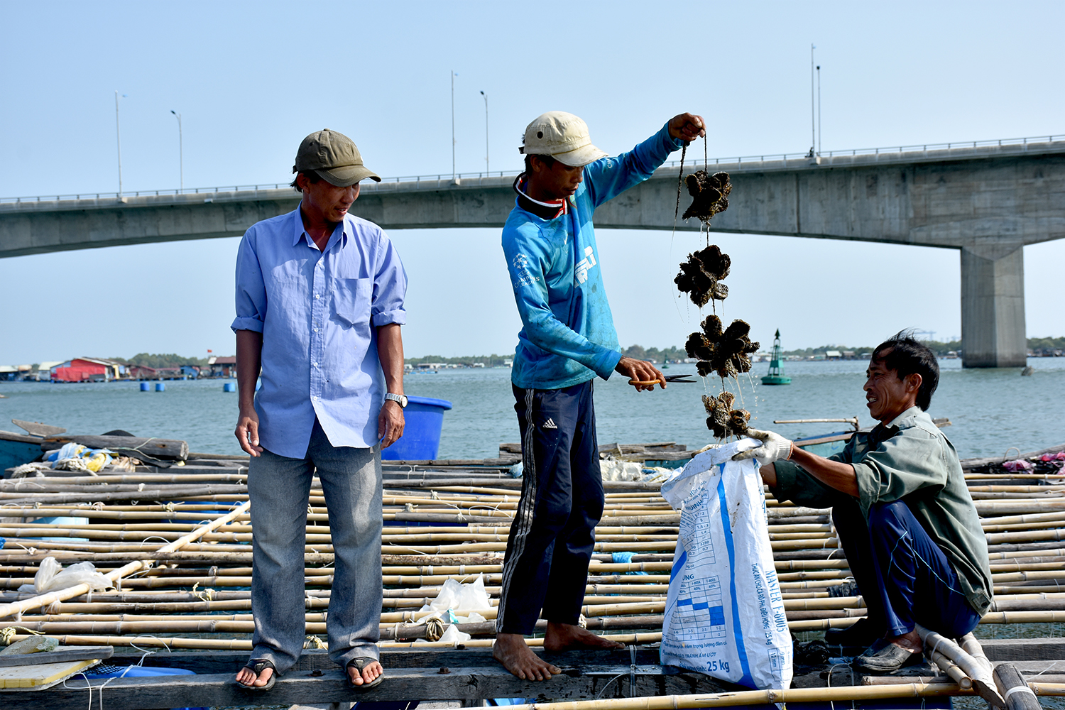 Người dân thu hoạch hàu Thái Bình Dương trên sông Chà Và.