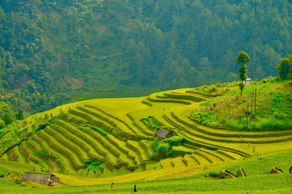 Trong nắng thu vàng, Mù Cang Chải trở nên quyến rũ hơn bởi những thửa ruộng lúa bậc thang hệt như một tấm thảm đa màu với gam vàng là chủ đạo.