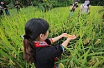 Về Hà Giang lội ruộng bậc thang, bắt cá
