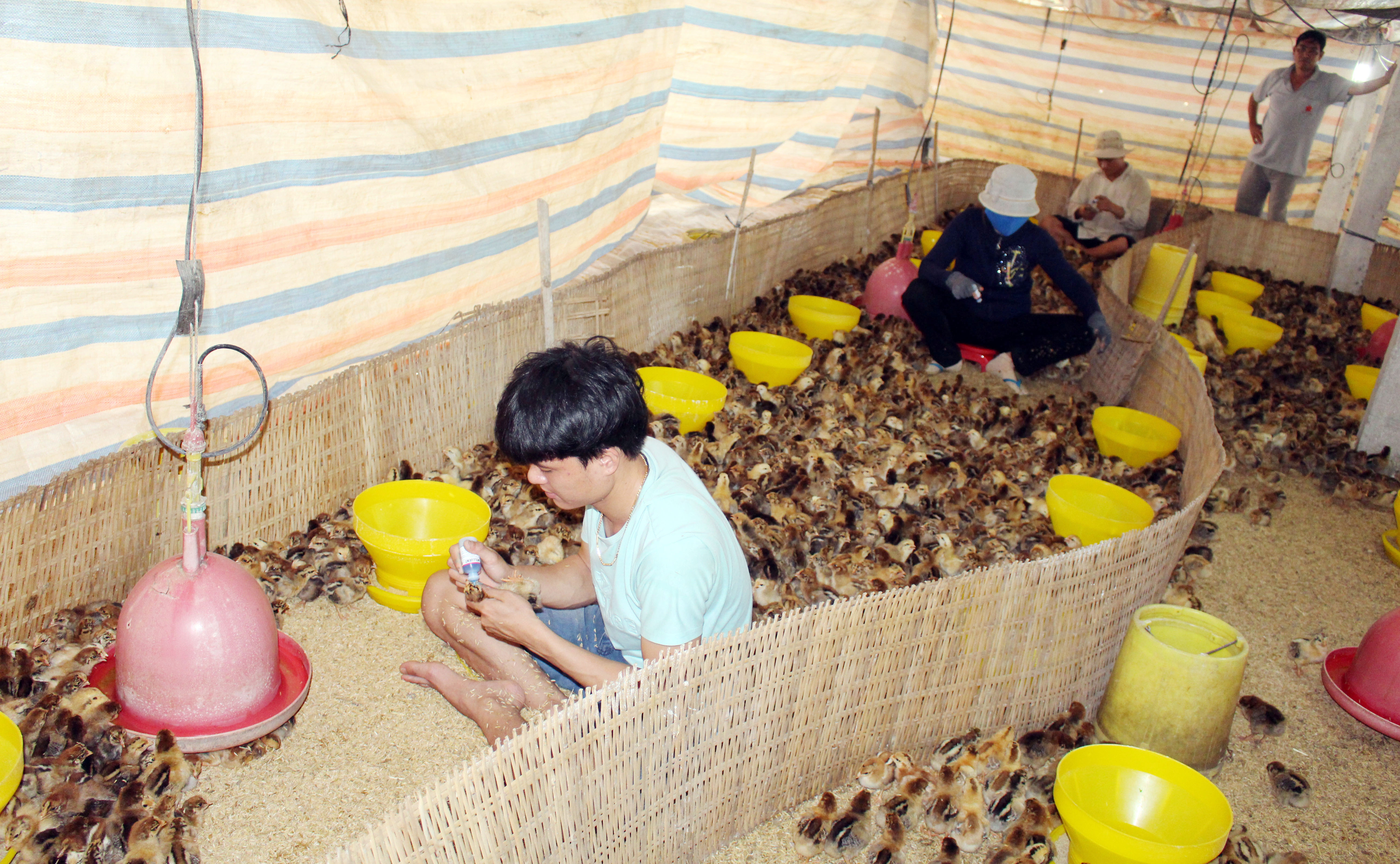 Công nhân tại trang trại gà của ông Trần Văn Trường (thôn 1, xã Suối Rao, huyện Châu Đức) cho gà uống vắc xin.