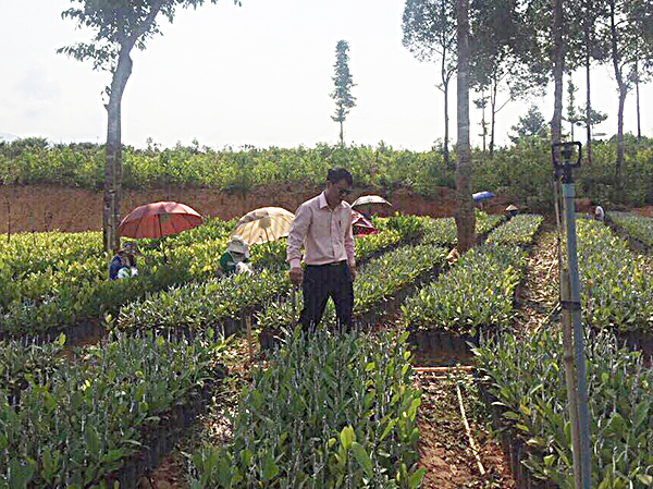 Trang trại trồng rau, củ, quả của Công ty TNHH Đầu tư-Du lịch Bông Sen ứng dụng công nghệ tưới nhỏ giọt Israel mang lại nhiều hiệu quả.