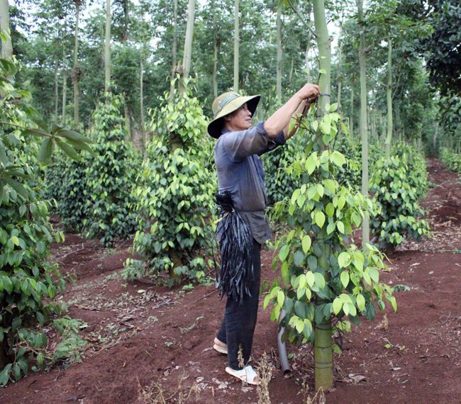  Cử tri kiến nghị các sở, ngành hỗ trợ tìm đầu ra cho tiêu và các nông sản sạch của tỉnh. Trong ảnh: Chăm sóc tiêu hữu cơ tại tổ hợp tác trồng tiêu hữu cơ xã Suối Rao, huyện Châu Đức.  