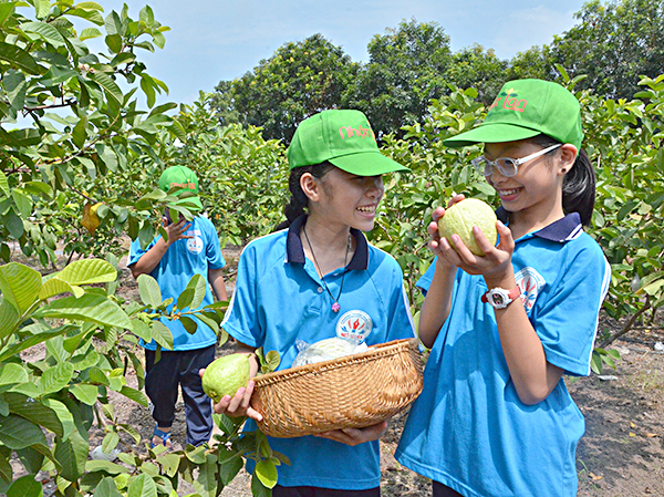 Các em HS hái trái cây tại trang trại Nhật Lan. 