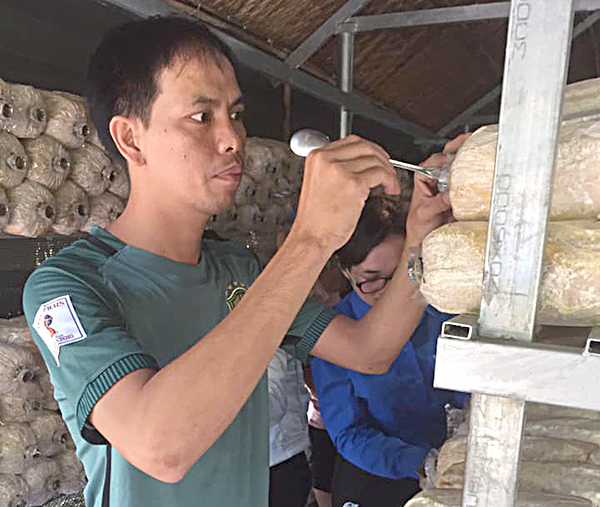 Anh Huỳnh Tấn Sỹ, Bí thư Đoàn phường Mỹ Xuân, TX.Phú Mỹ kiểm tra sự phát triển của phôi nấm.