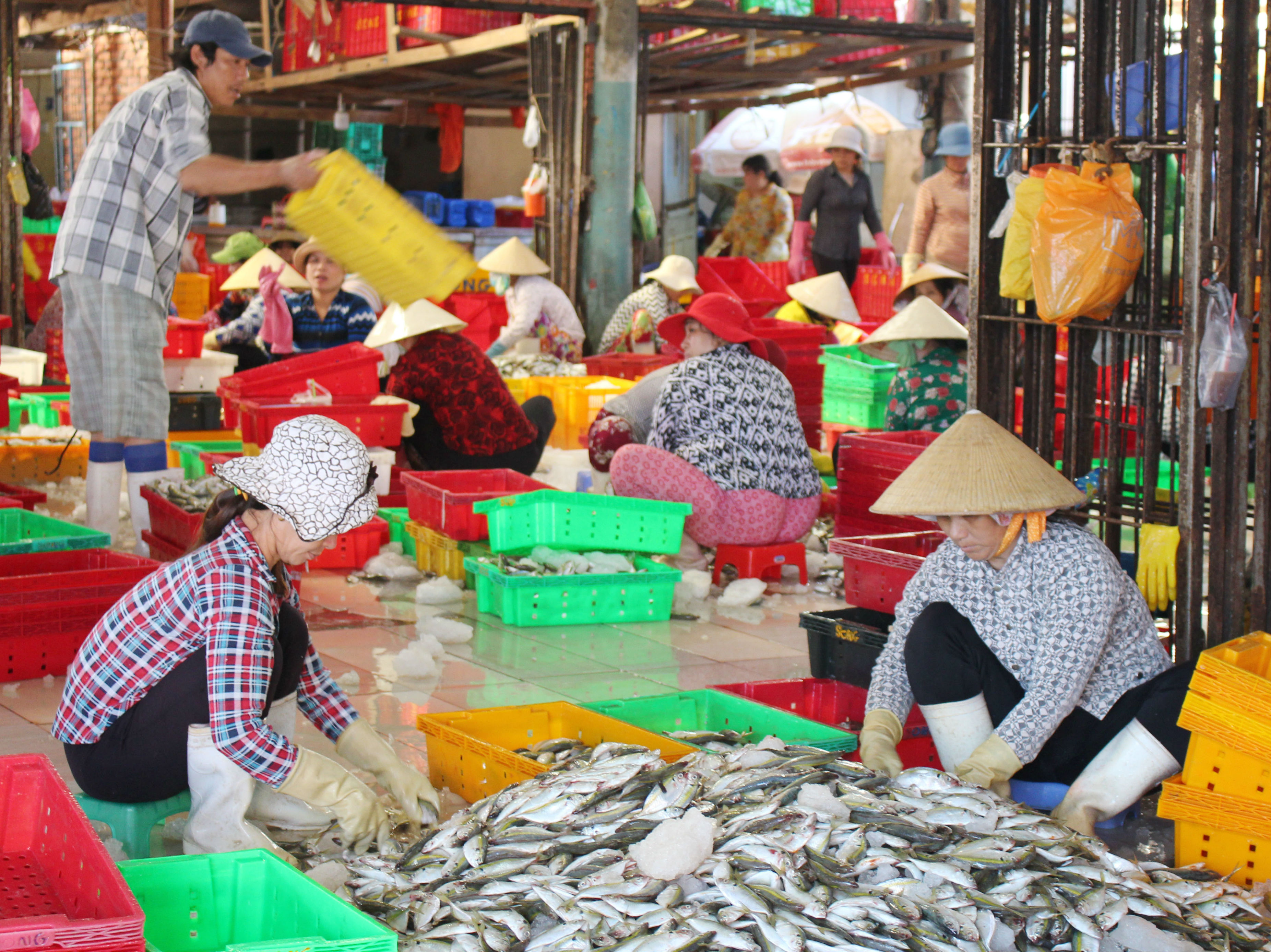 Việc đánh bắt tận diệt làm suy giảm nguồn lợi thuỷ sản về số lượng lẫn chủng loại loài.  Trong ảnh: Phân loại cá tại cảng Incomap, phường 5, TP.Vũng Tàu.