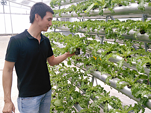 Sản xuất rau ứng dụng công nghệ thủy canh hồi lưu tại Trang trại ViFarm (TP.Vũng Tàu).
