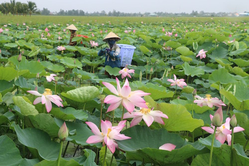 Đồng Tháp với những cánh đồng sen bát ngát, dập dìu cánh cò mỗi chiều tối... là điểm đến níu chân du khách tìm về.