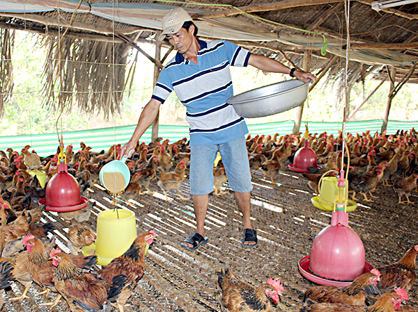 Do nhiều hộ chăn nuôi tái đàn nên giá gà giống tăng cao. Trong ảnh: Ông Hoàng Văn Thành (ấp Bà Rịa, xã Phước Tân, huyện Xuyên Mộc) chăm sóc đàn gà của gia đình. Ảnh: QUANG VINH