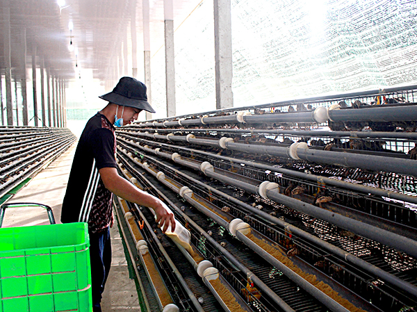 Công nhân chăm sóc chim cút tại trang trại của bà Ngọc Anh. Ảnh: QUANG VINH