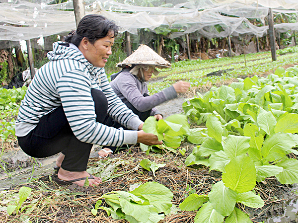 Quá trình đô thị hoá đang làm giảm diện tích đất canh tác nông nghiệp tại TP.Bà Rịa. Trong ảnh: Sản xuất rau an toàn tại HTX Quyết Thắng,  phường Long Hương, TP. Bà Rịa.