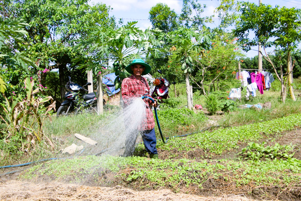 Nhờ được hỗ trợ cây giống, phân bón để phát triển mô hình trồng rau ăn lá, cuối năm 2017, gia đình ông Nguyễn Văn Dân, thôn Tân Ro, xã Châu Pha (TX. Phú Mỹ) đã thoát nghèo bền vững.