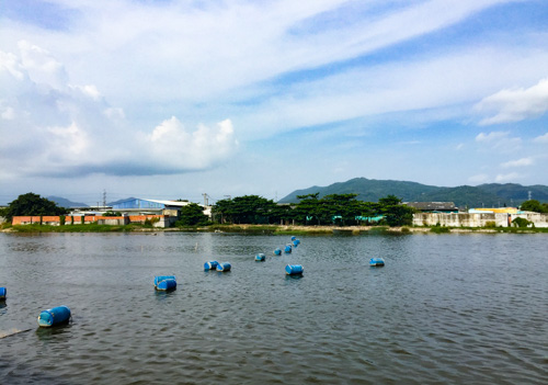 Đầm chứa nước trước cổng xả số 6 (thôn Cát Hải, xã Tân Hải, TX.Phú Mỹ) hiện nay nước đã trong hơn sau khi một số DN chế biến hải sản, bột cá bị ngưng hoạt động và hạ công suất chế biến.