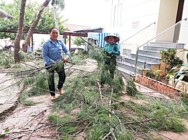 Trong buổi sáng 23-11, nhiều KDL ven biển đã tổ chức cắt tỉa cây cành.