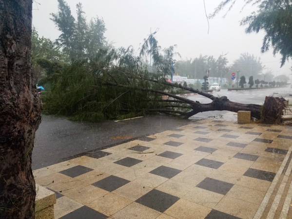 Cây ngã đổ trên đường Thùy Vân.