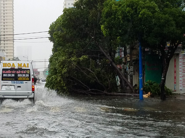 Hàng loạt cây trốc gốc, ngã đỗ tại số 314 Lê Hồng Phong, vòng xoay Ngã Năm.