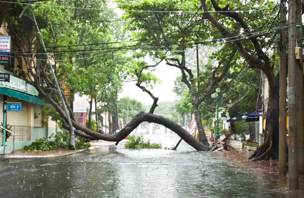 Cây đổ trên đường Nguyễn Du, TP. Vũng Tàu. Ảnh: PHÚC LƯU