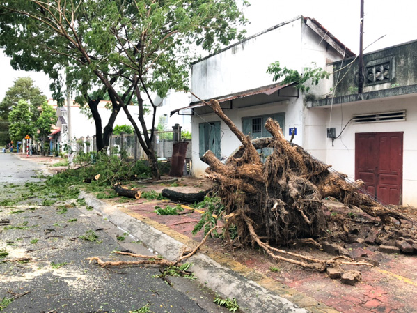 Cây xanh bật gốc trên đường Lê Duẩn, TP. Bà Rịa. Ảnh: MỸ LƯƠNG