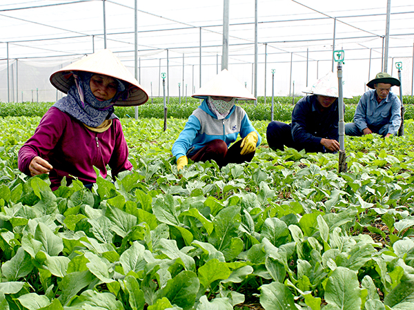 Sản xuất rau sạch tại Công ty CP Xây dựng và dịch vụ Âu Cơ, TP.Vũng Tàu. Ảnh: ĐÔNG HIẾU