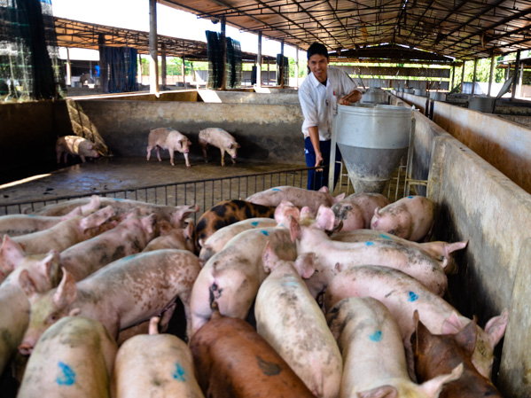 Việc di dời, chấm dứt các cơ sở, trang trại chăn nuôi sẽ được thực hiện từng bước để bảo đảm hiệu quả.  Trong ảnh: Chăn nuôi heo tại một trang trại trên địa bàn huyện Châu Đức.