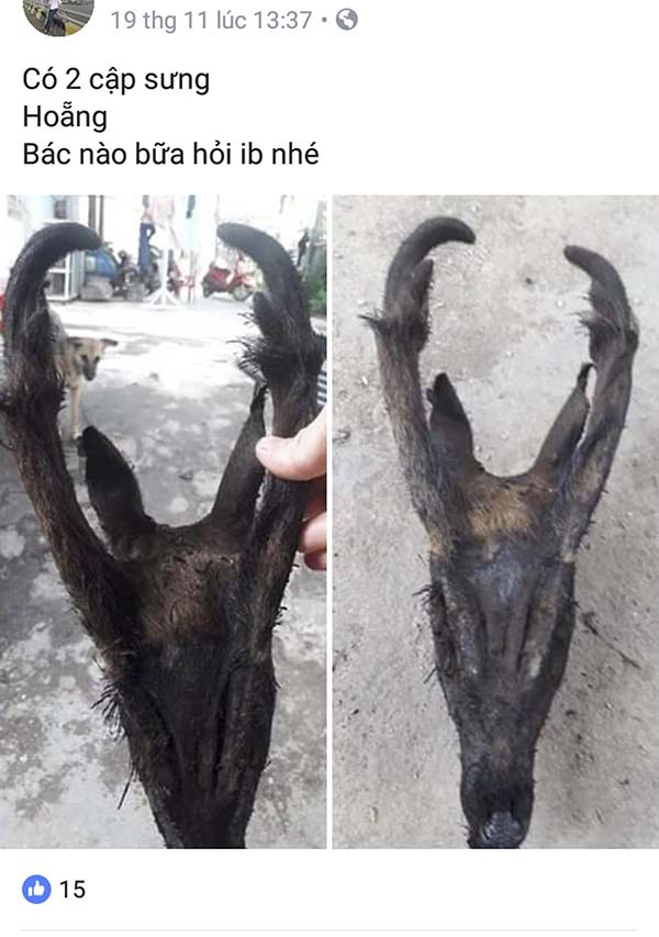 Tài khoản Facebook H.V rao bán công khai sừng hoẵng rừng.