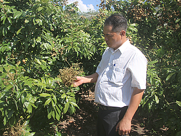 Ông Nguyễn Văn Tuyển, cán bộ nông nghiệp xã Hòa Hội (huyện Xuyên Mộc) tìm hiểu về bệnh chổi rồng tại vườn nhãn tiêu da bò của một hộ dân. 