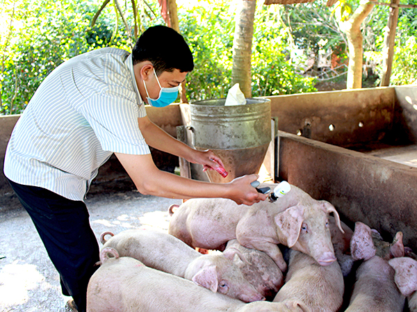 Đề án đeo vòng truy xuất nguồn gốc heo tăng thêm công việc cho lực lượng kiểm dịch thú y địa phương nhưng lực lượng này của tỉnh đang thiếu nghiêm trọng.