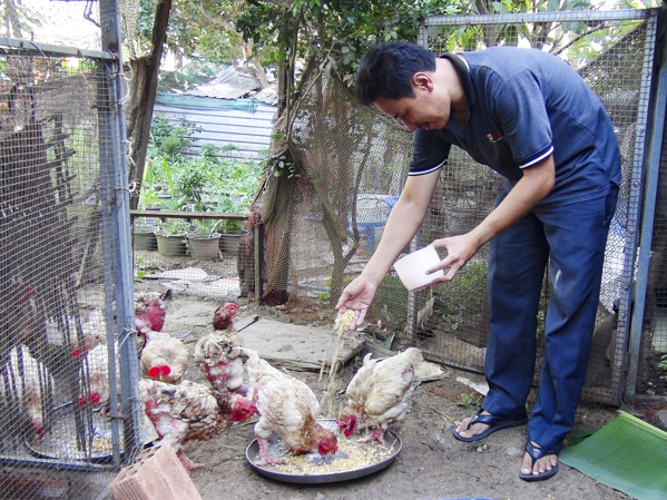 Ông Nguyễn Văn Hoàng (thị trấn Long Hải, huyện Long Điền) chăm sóc đàn gà Đông Tảo của gia đình.