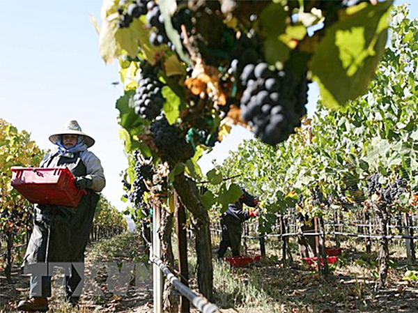 Nông dân thu hoạch nho tại California của Mỹ. (Ảnh: AFP) 