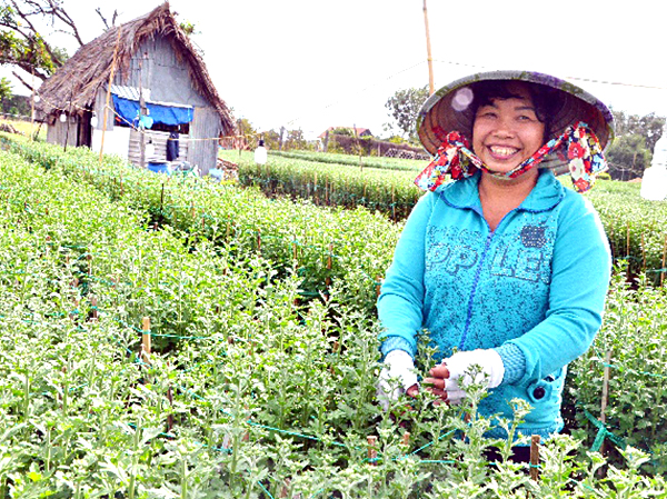 Nhiều người trồng hoa tại đây khá phần khởi vì kỳ vọng có thu nhập cao từ vụ hoa năm nay.