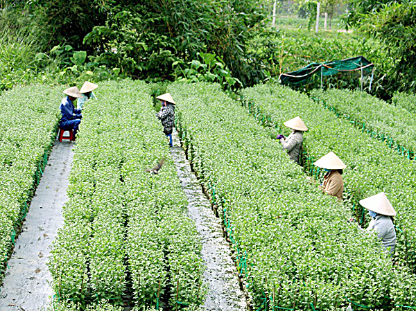 Loại hoa chủ lực tại làng hoa Kim Dinh là cúc đại đóa.