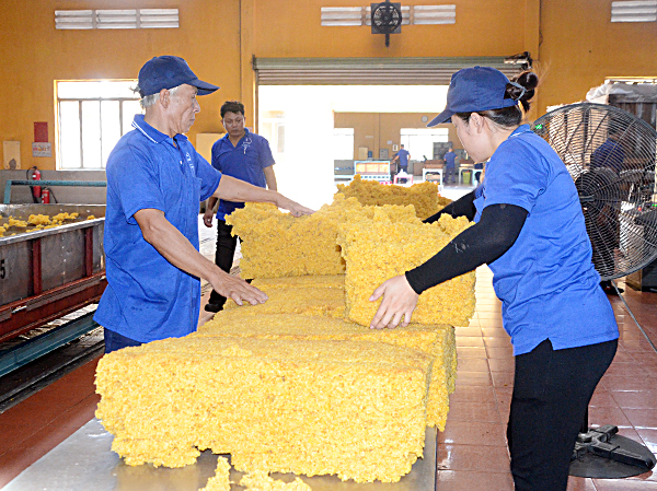 Công nhân Xí nghiệp chế biến cao su Xà Bang (công ty CP Cao su Bà Rịa) trong giờ sản xuất. Ảnh: VÂN ANH