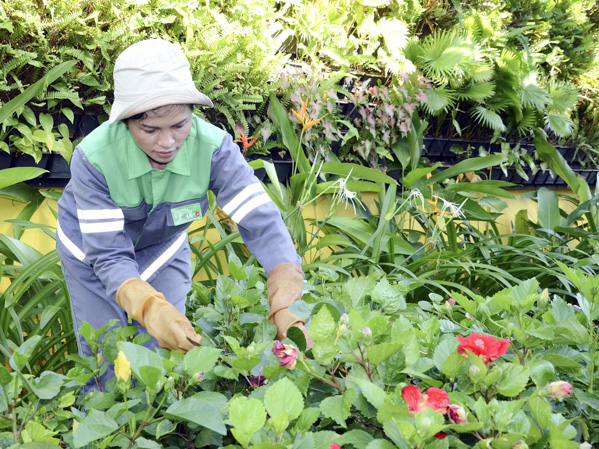 Chị Phạm Thị Thơm (công nhân Công ty CP Phát triển công viên cây xanh và đô thị Vũng Tàu) chăm sóc cây xanh tại Công ty CP Kỹ thuật Ngôi Sao. Ảnh: CẨM NHUNG