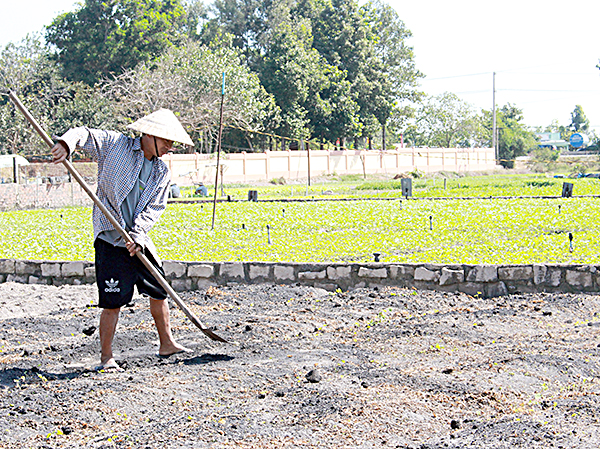 Nông dân thôn Láng Cát, xã Tân Hải, TX. Phú Mỹ làm đất để xuống giống rau bán sau Tết Nguyên đán.