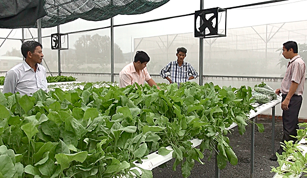 Cán bộ Hội Nông dân huyện Đất Đỏ tham quan nông trại rau thủy canh của Công ty TNHH Nông nghiệp sạch Sao Mai.