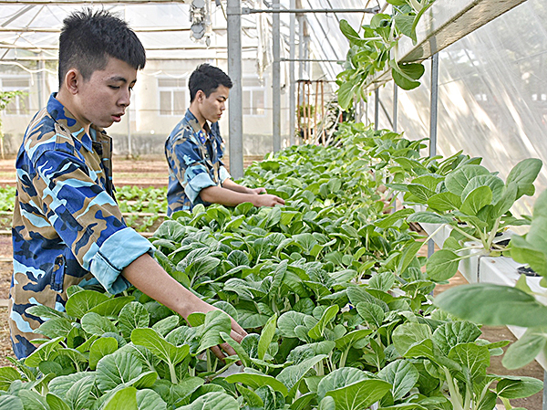 Chiến sĩ Phòng Hậu cần - Bộ Tư lệnh Vùng Cảnh sát biển 3 chăm sóc vườn rau, sẵn sàng cung cấp cho các tàu làm nhiệm vụ dịp Tết Nguyên đán Kỷ Hợi 2019.