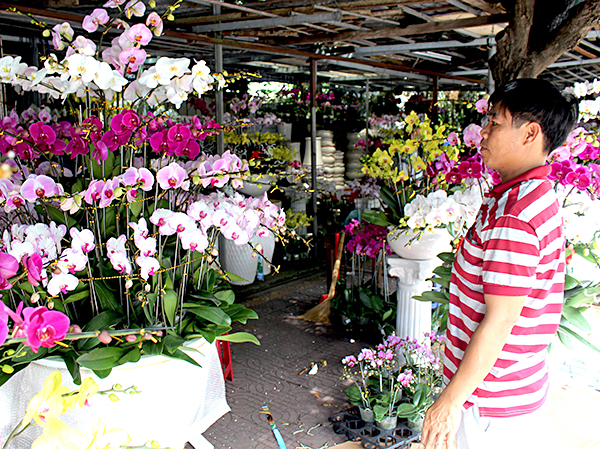 Chọn mua hoa lan tại một điểm bán trên đường Nguyễn Thái Học, TP.Vũng Tàu.