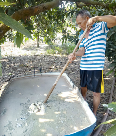 Cá bị chết nhiều nên ông Trần Công Hoàng phải đem ủ thành phân để bón cho cây. 