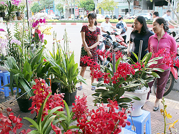 Khách hàng chọn mua phong lan trên đường Nguyễn Thái Học, TP. Vũng Tàu.
