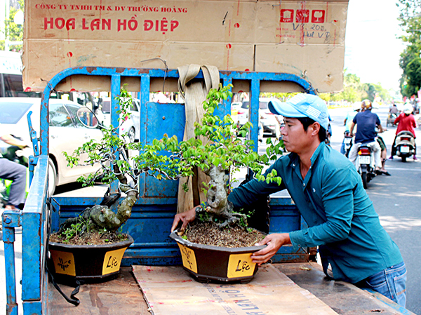 Anh Nguyễn Thành Tài vận chuyển hoa, cây kiểng Tết cho khách.