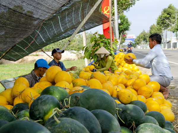 Dưa hấu được nông dân trồng và bày bán bên cạnh ruộng tại huyện Long Điền.
