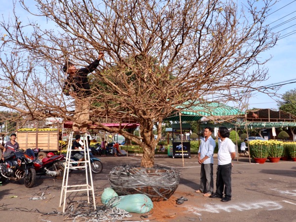 Cây mai “khủng” của anh Cổ Tấn Tuấn Kiệt (huyện Châu Đức), được trả giá hơn 600 triệu đồng.