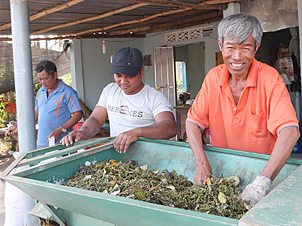 Sau Tết, gia đình ông Nguyễn Ái Rải (bìa phải), ở thôn Tân Châu, xã Bàu Chinh, huyện Châu Đức tranh thủ thu hoạch tiêu.