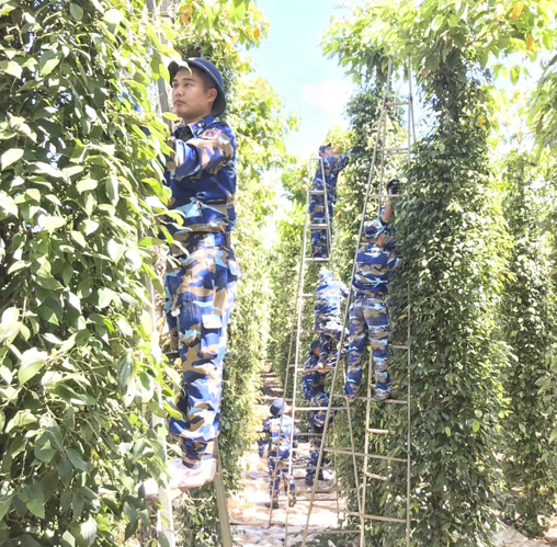 Lực lượng Bộ Tư lệnh Vùng Cảnh sát biển 3 giúp người dân xã Bàu Chinh hái tiêu.