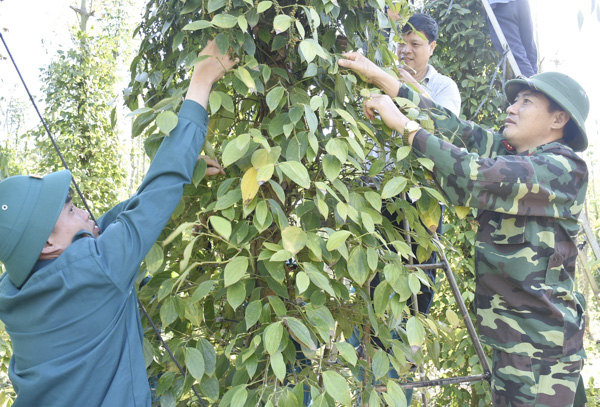 Các lực lượng tham gia hái tiêu trên địa bàn xã Quảng Thành.
